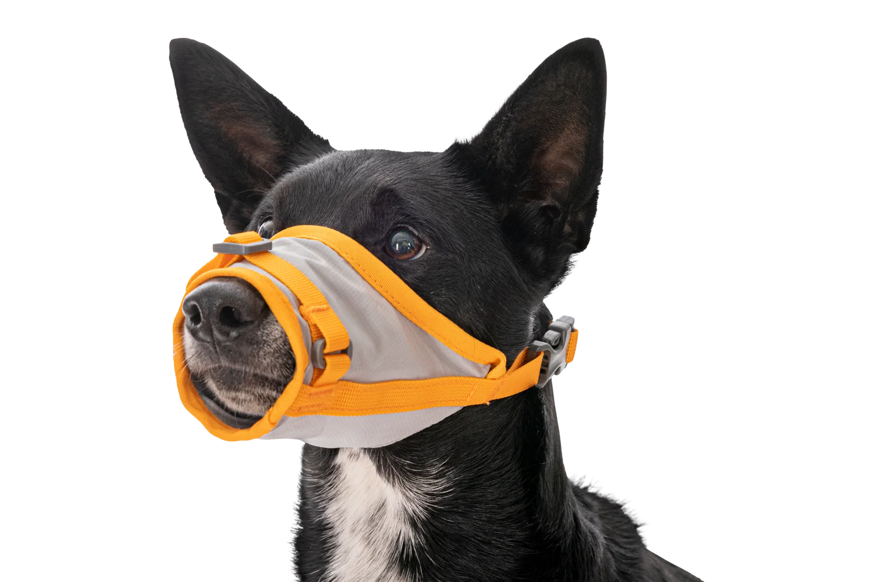 BackTrak™ Dog Evacuation Kit - Image 6