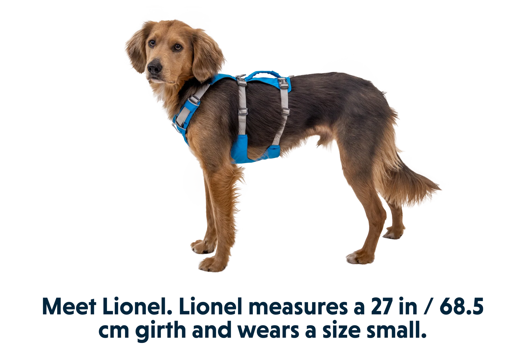 Flagline™ Dog Harness with Handle - Image 14