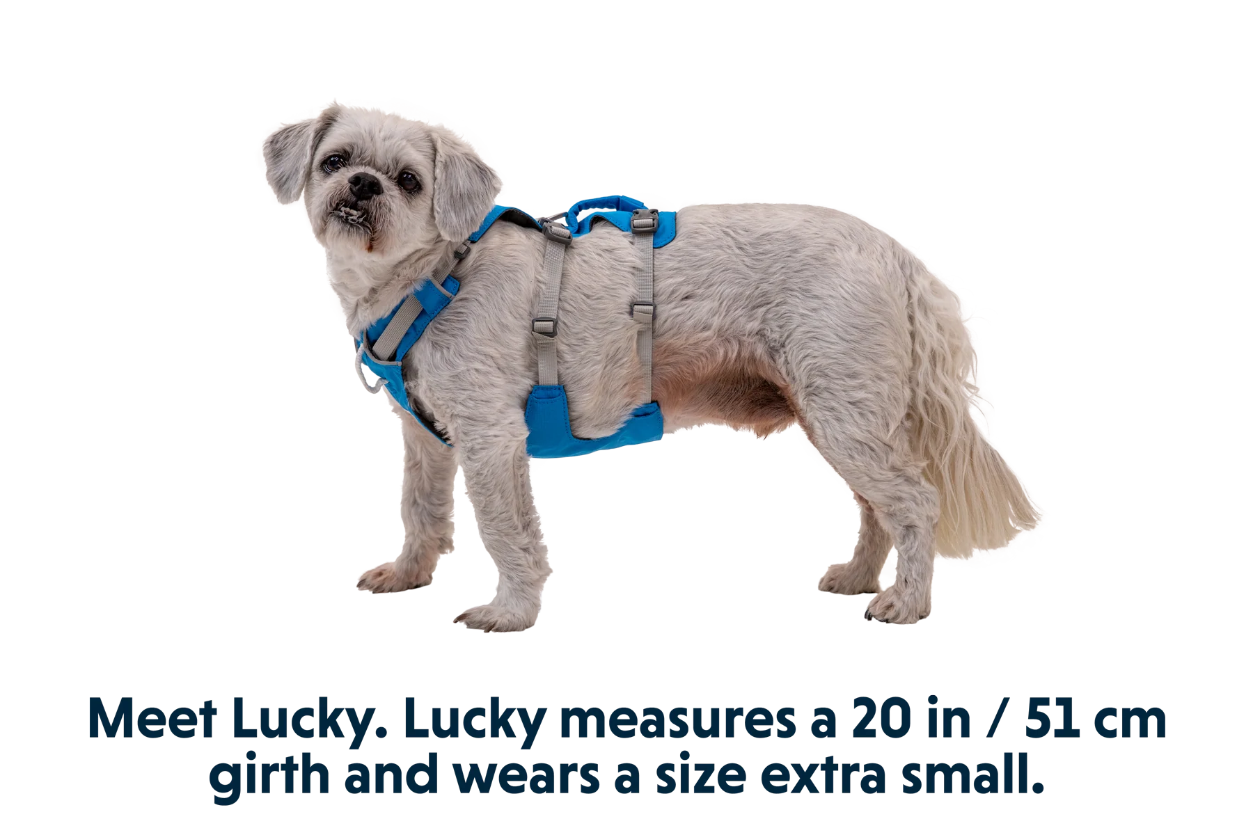 Flagline™ Dog Harness with Handle - Image 24