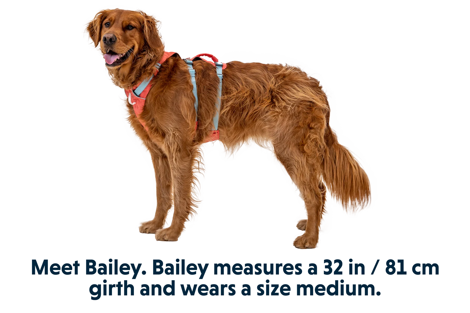 Flagline™ Dog Harness with Handle - Image 37