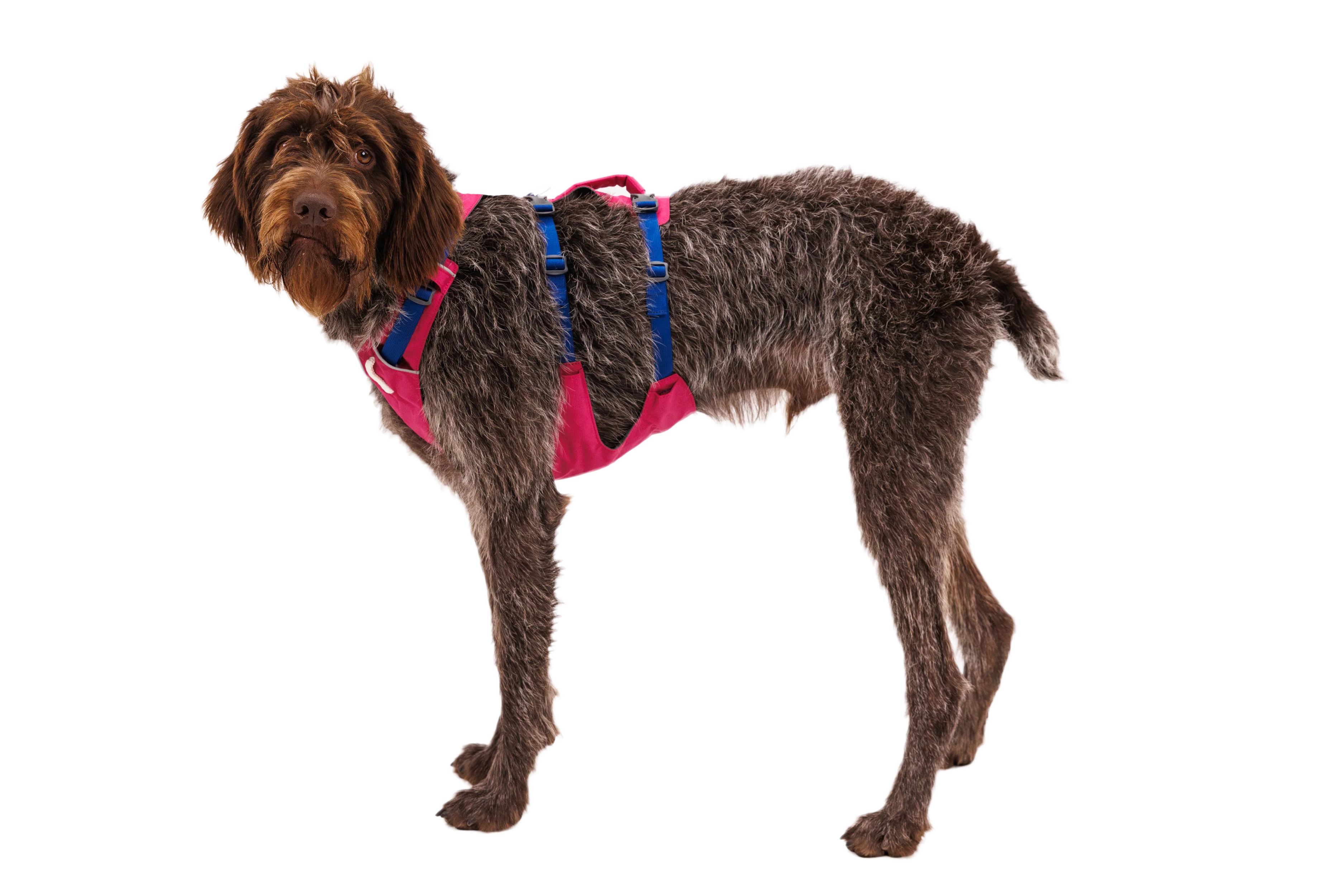 Flagline™ Dog Harness with Handle - Image 48