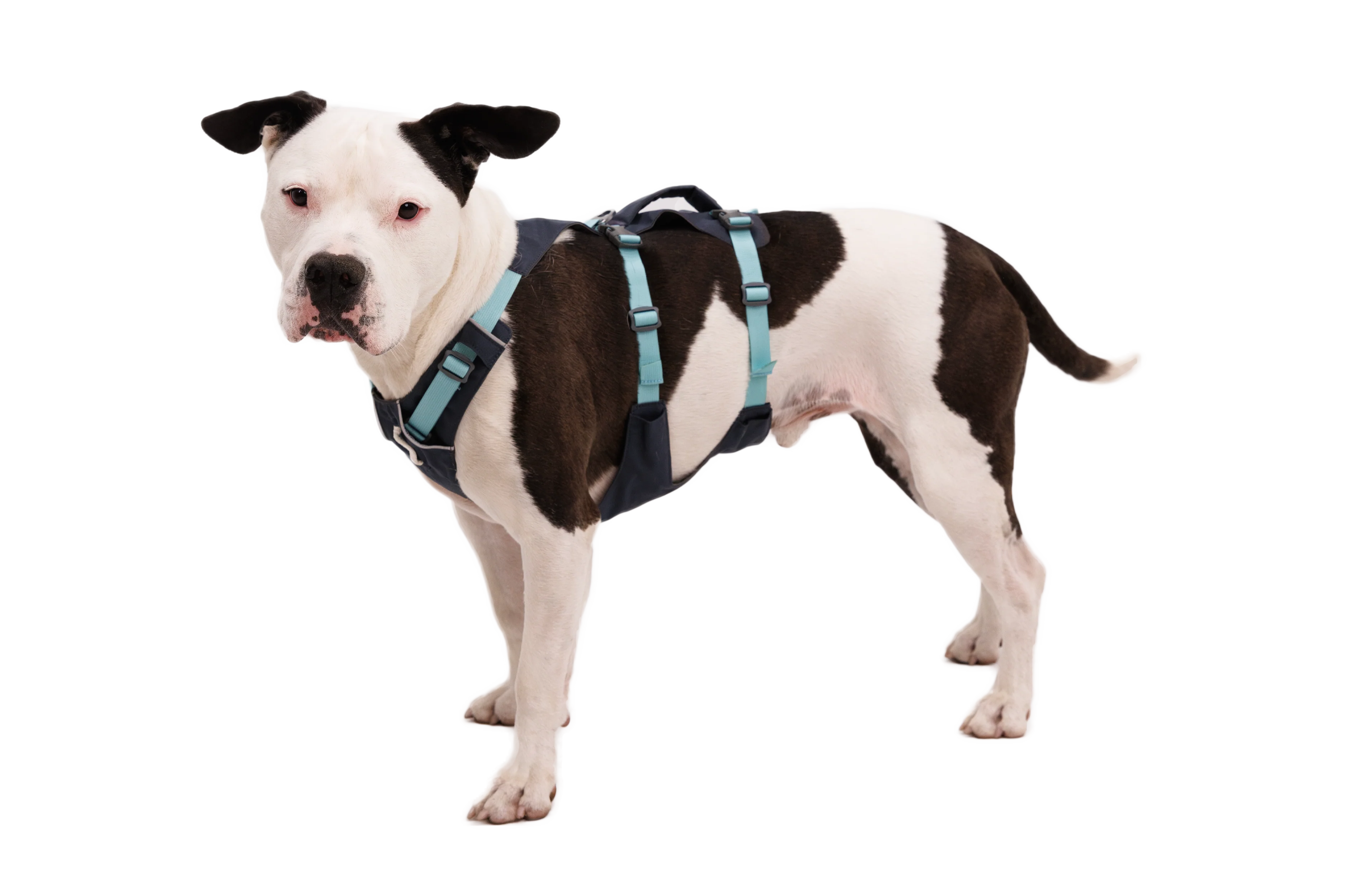 Flagline™ Dog Harness with Handle - Image 54