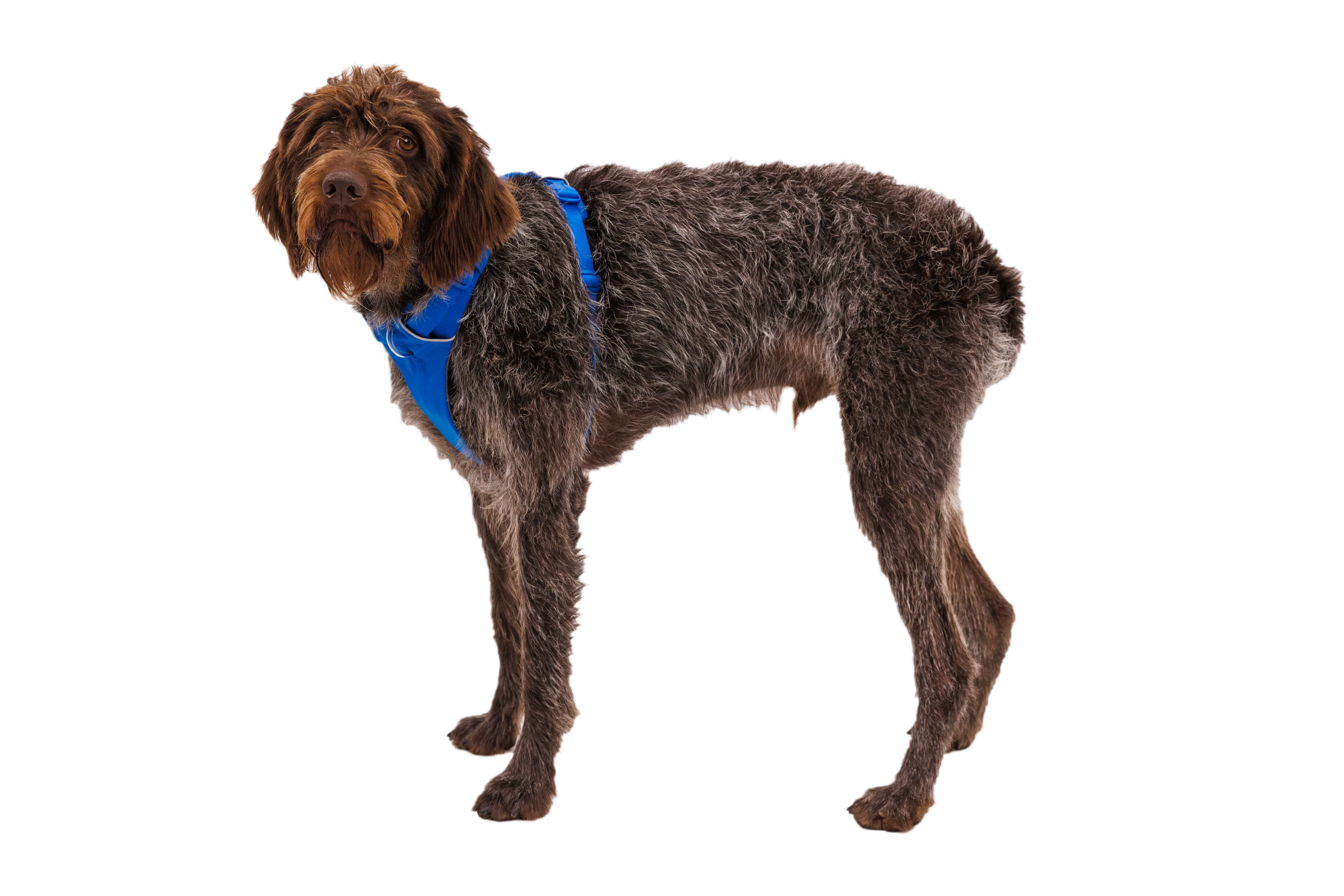 Front Range® Dog Harness - Image 12