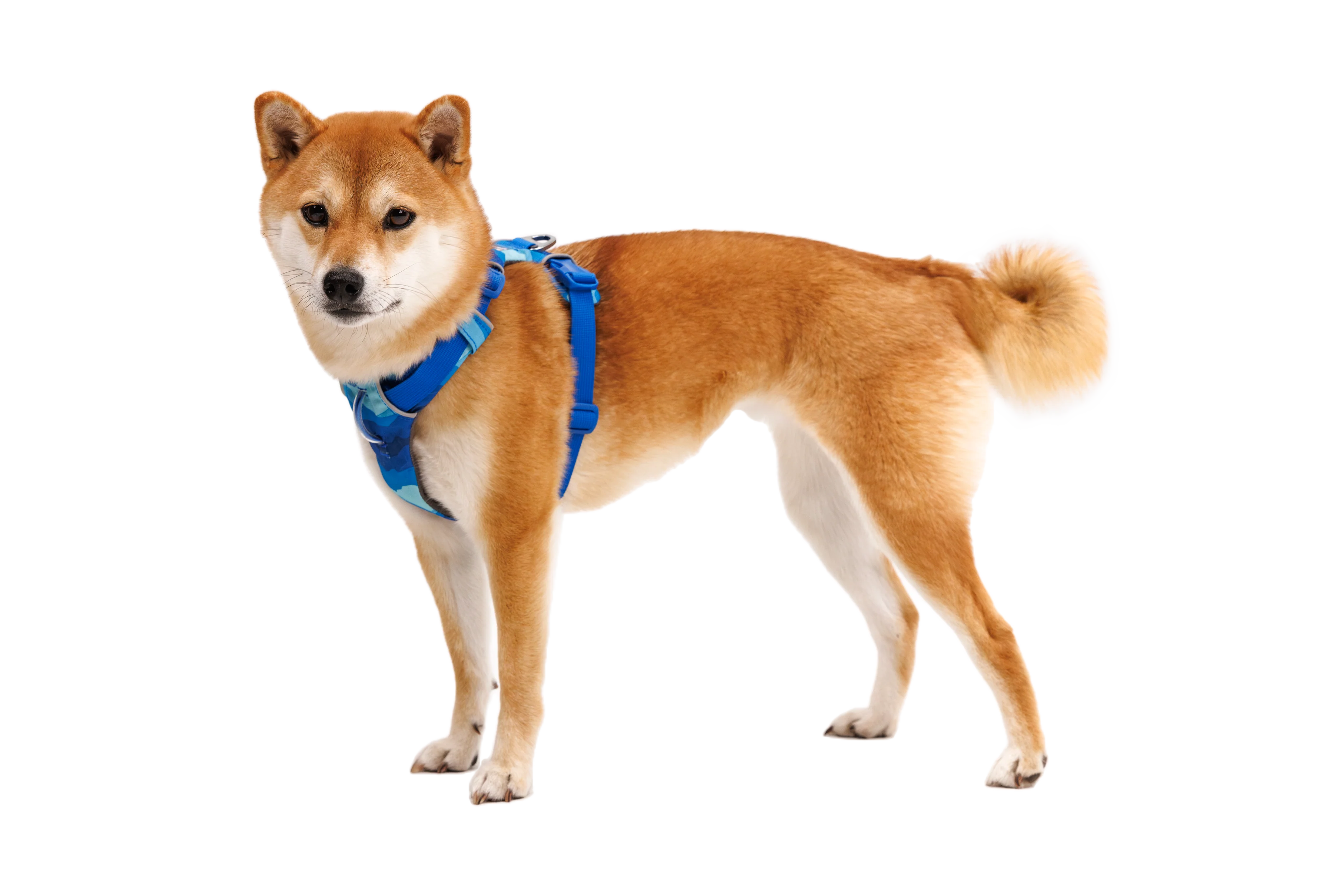 Front Range® Dog Harness - Image 21