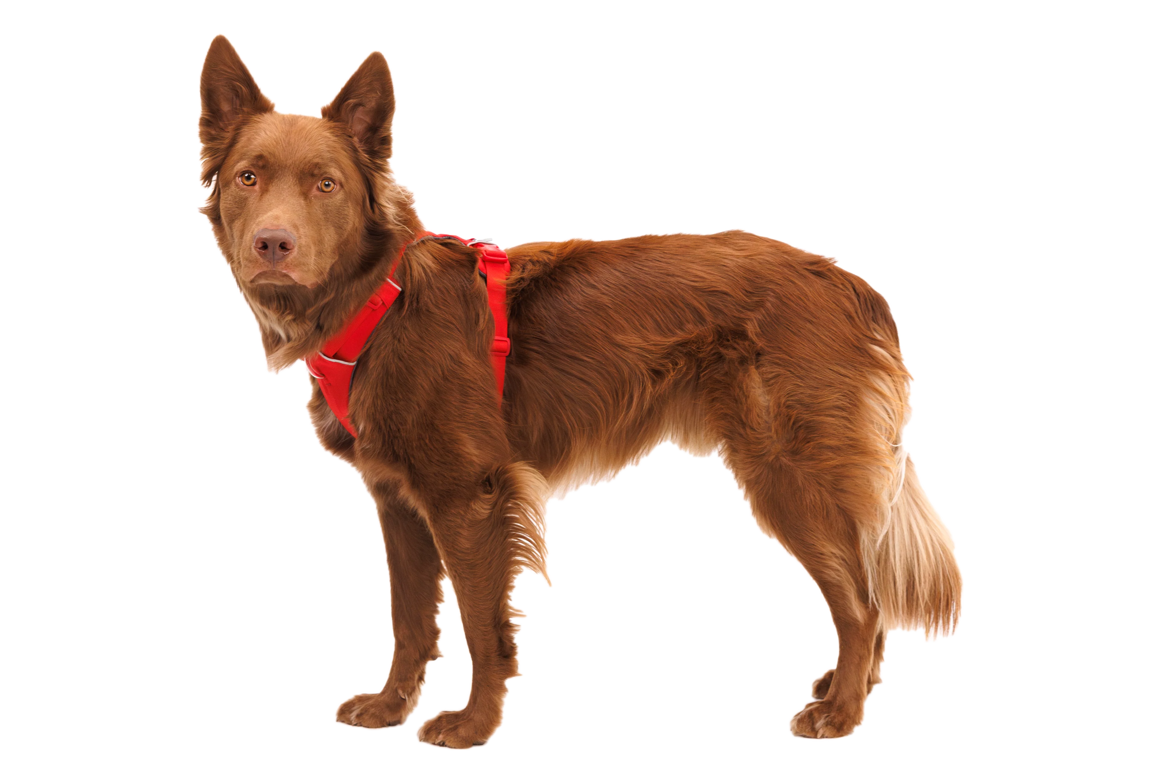 Front Range® Dog Harness - Image 39