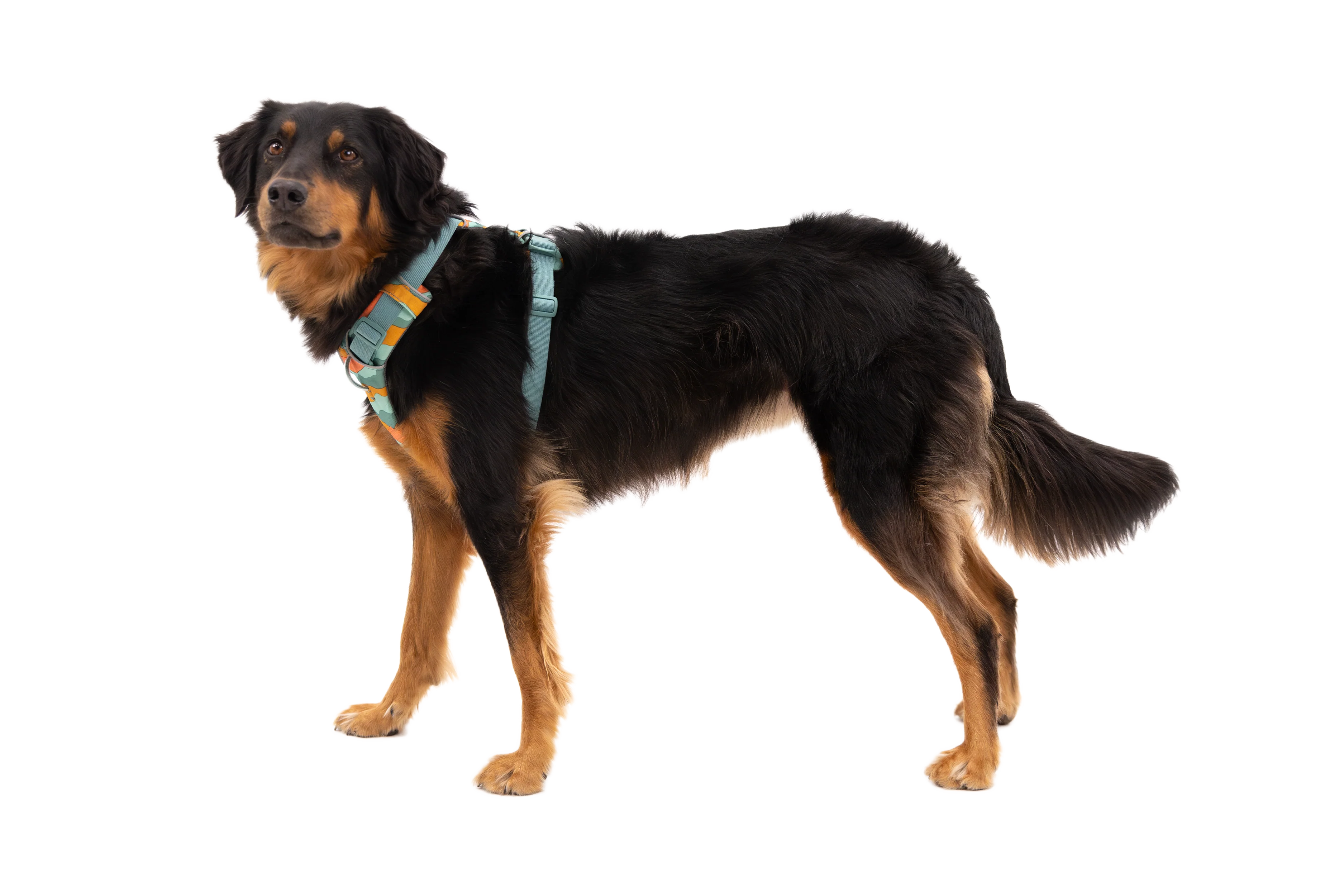 Front Range® Dog Harness - Image 48