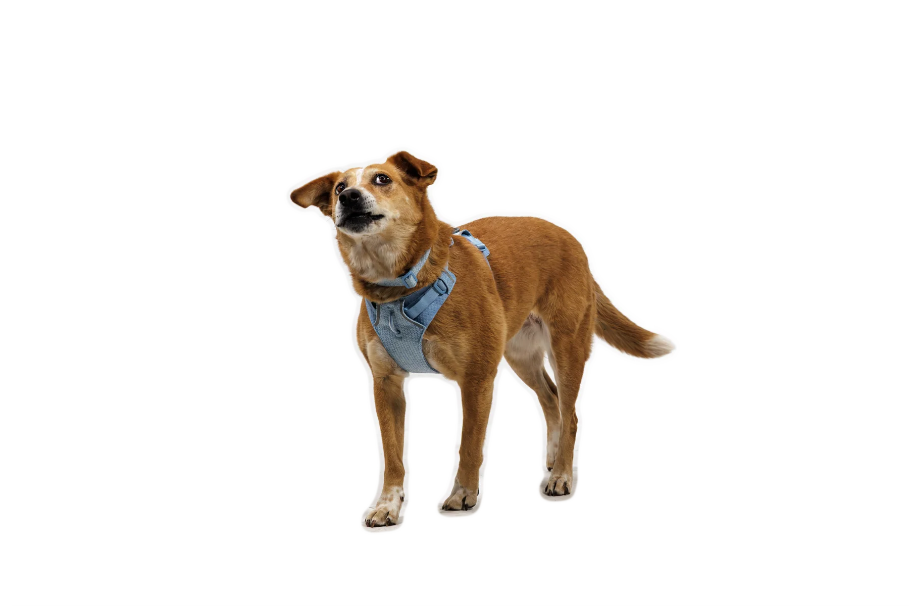 Front Range® Flex Harness - Image 21