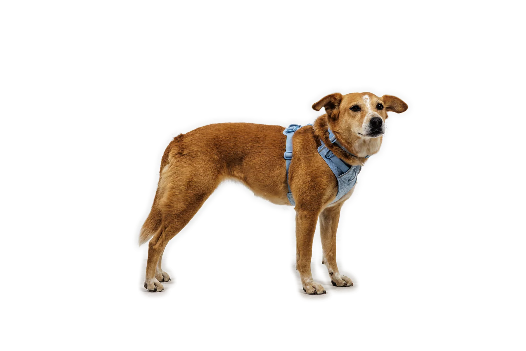 Front Range® Flex Harness - Image 22