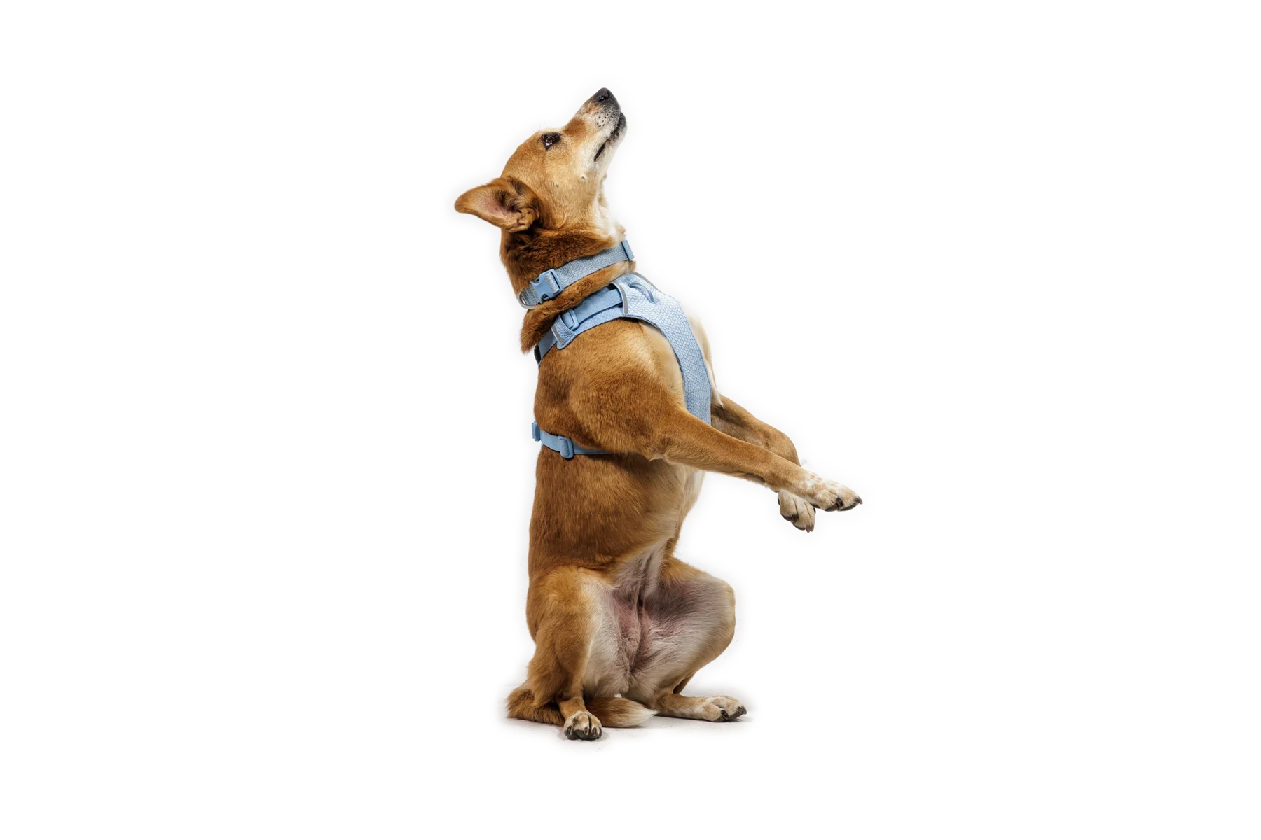 Front Range® Flex Harness - Image 23