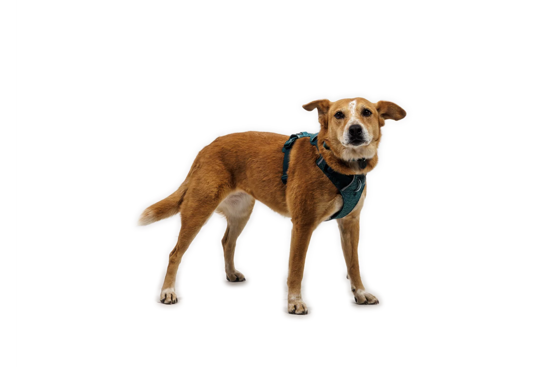 Front Range® Flex Harness - Image 24