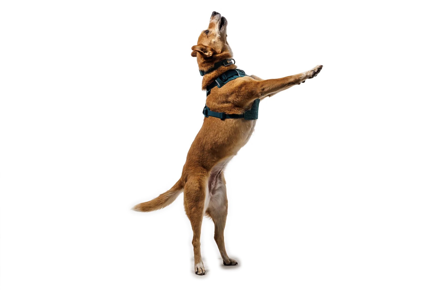 Front Range® Flex Harness - Image 25