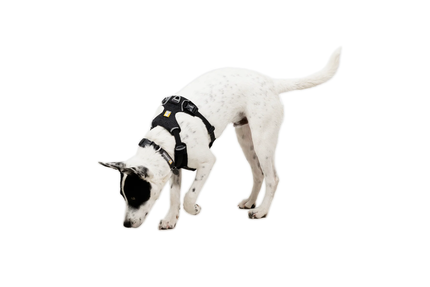 Front Range® Flex Harness - Image 26