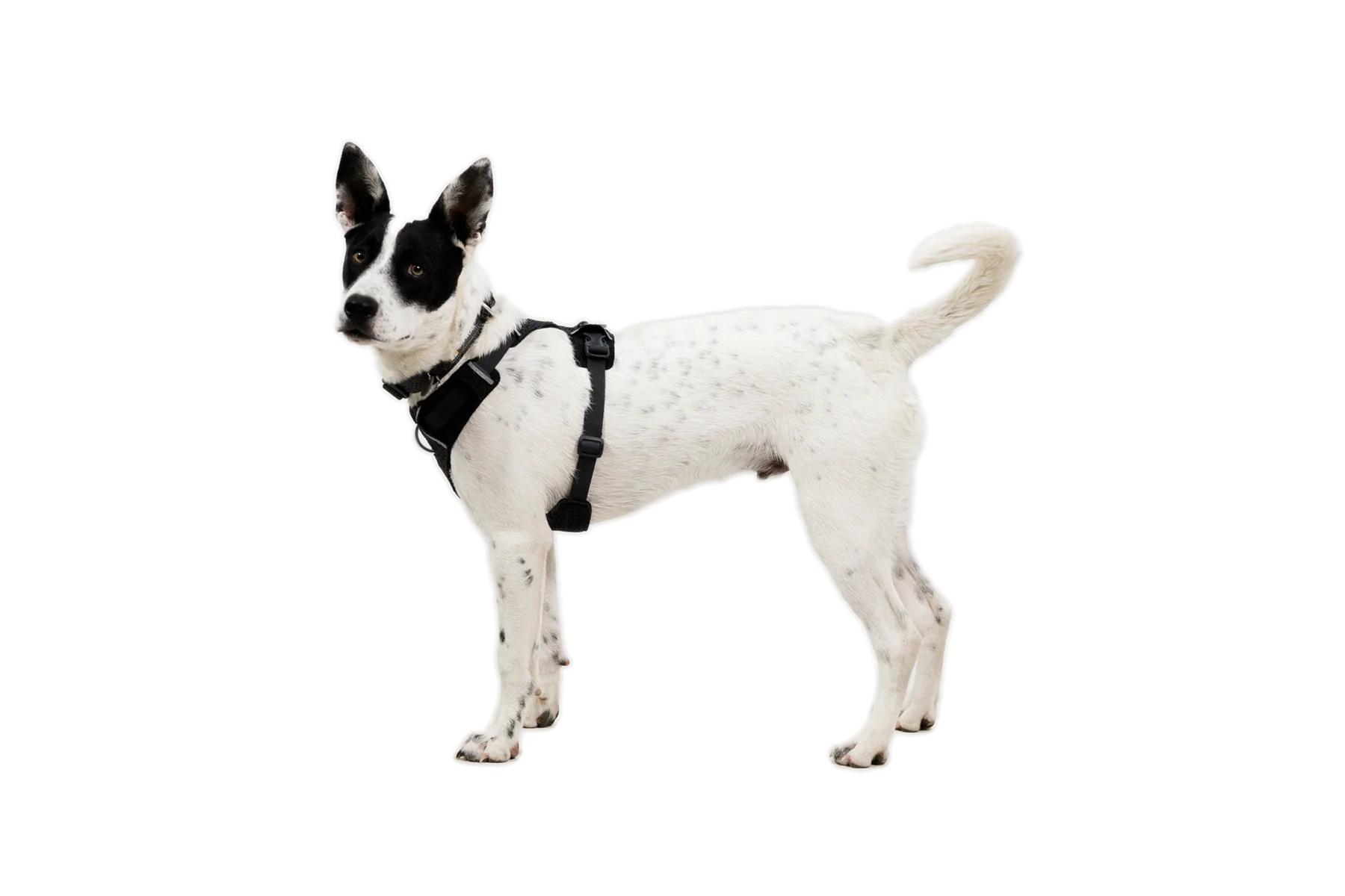 Front Range® Flex Harness - Image 27