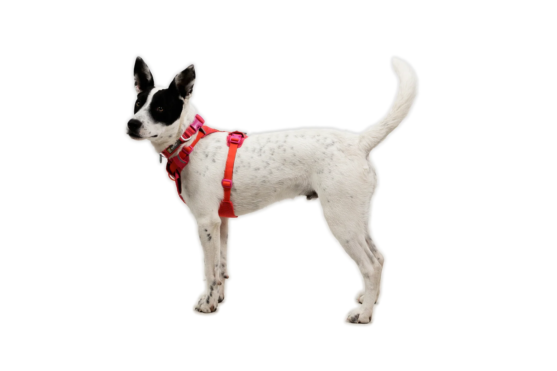 Front Range® Flex Harness - Image 28