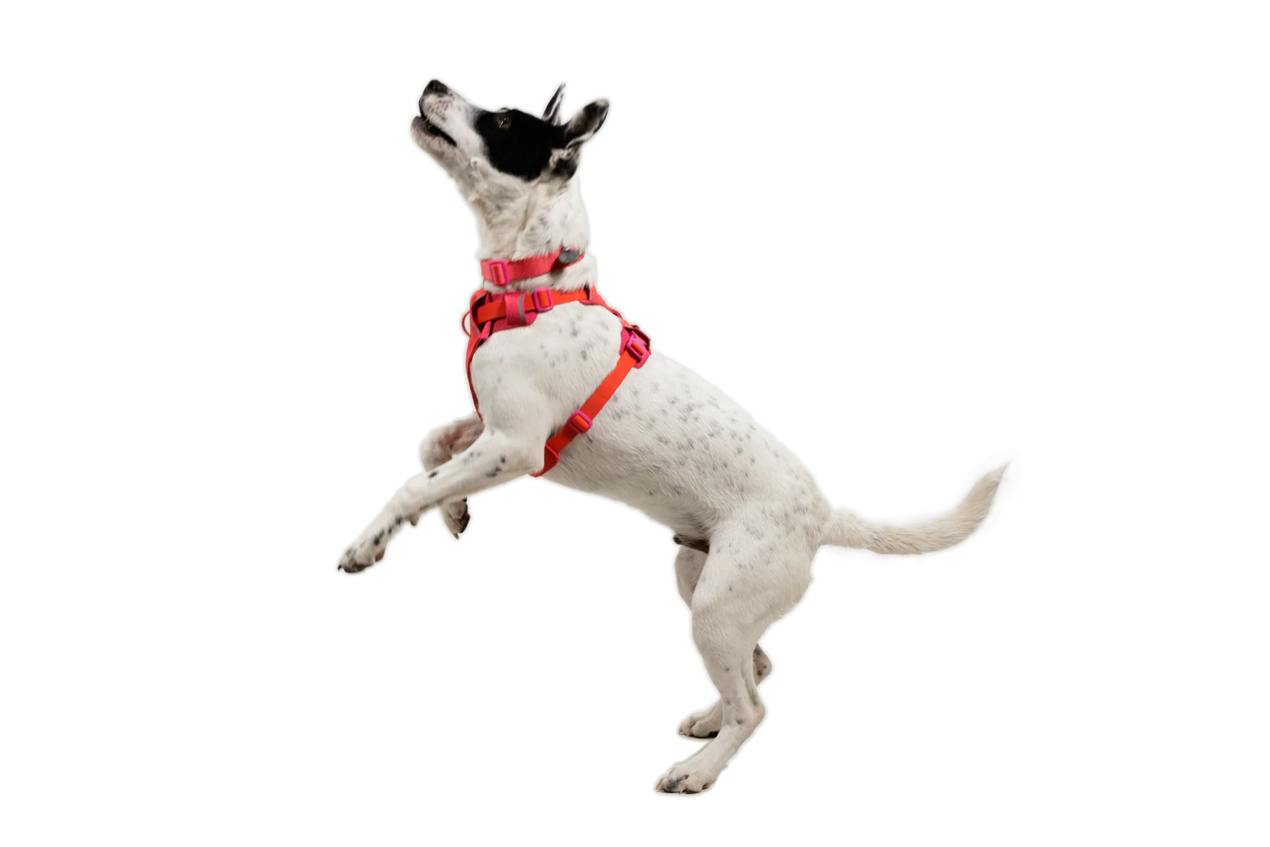 Front Range® Flex Harness - Image 29