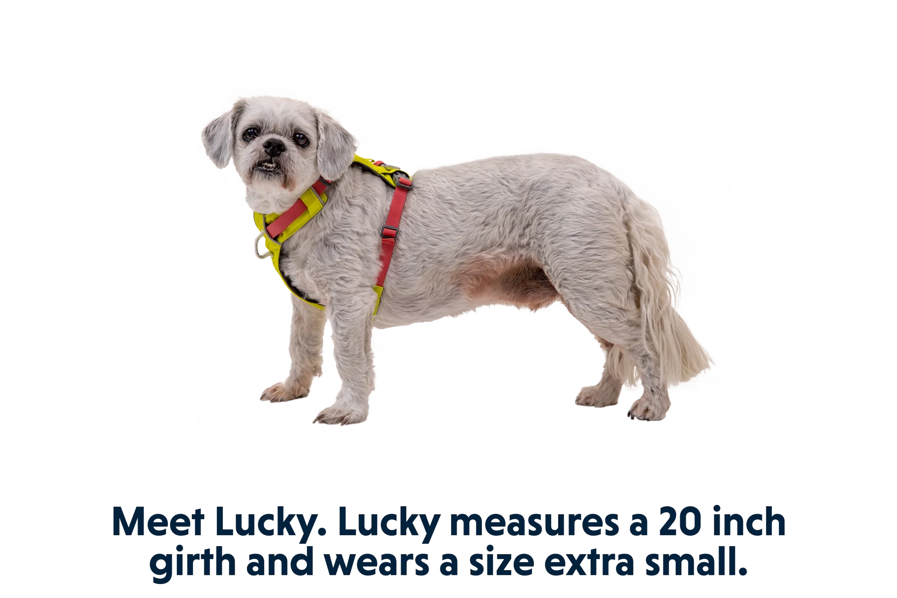 Hi & Light™ Lightweight Dog Harness - Image 15