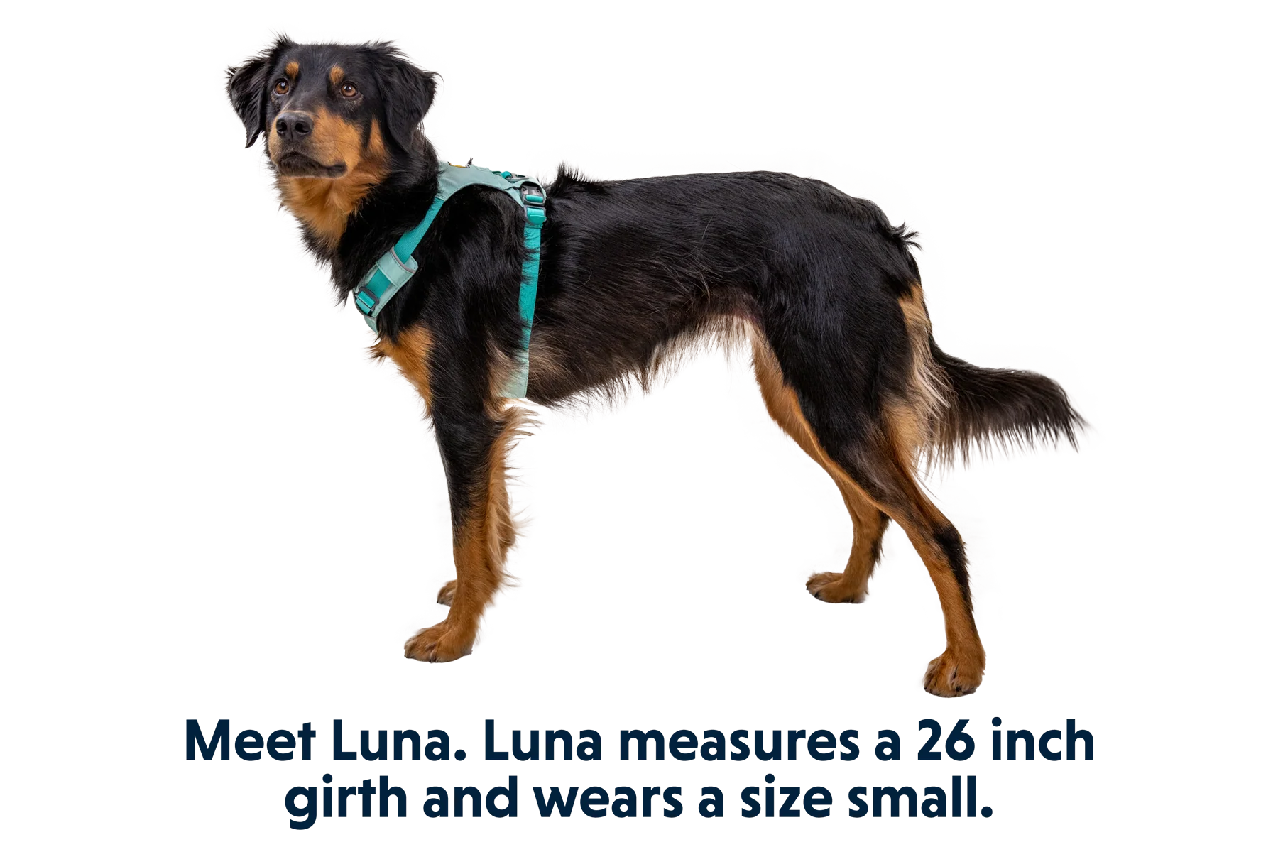 Hi & Light™ Lightweight Dog Harness - Image 26