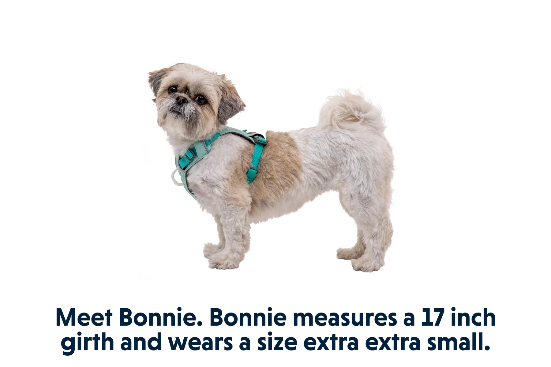 Hi & Light™ Lightweight Dog Harness - Image 36