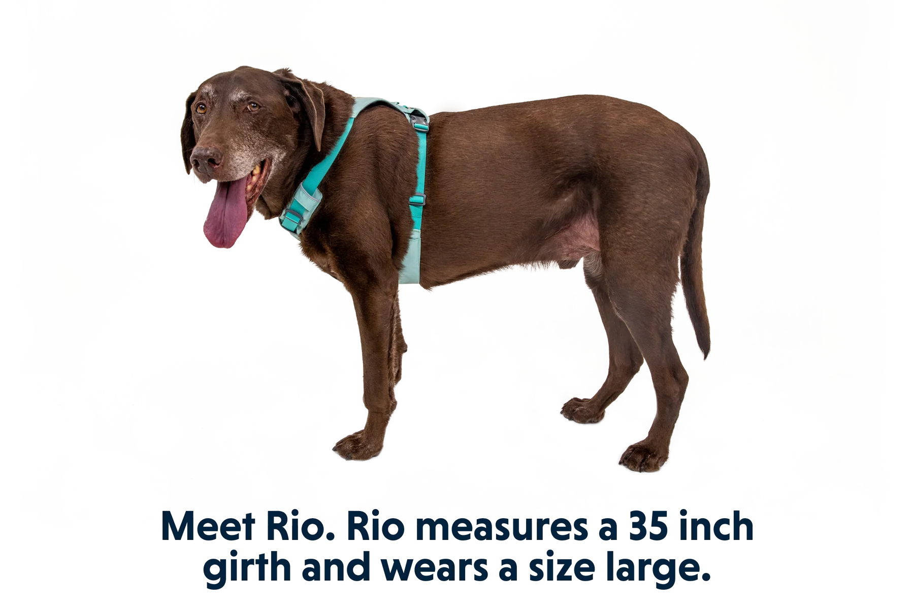 Hi & Light™ Lightweight Dog Harness - Image 37