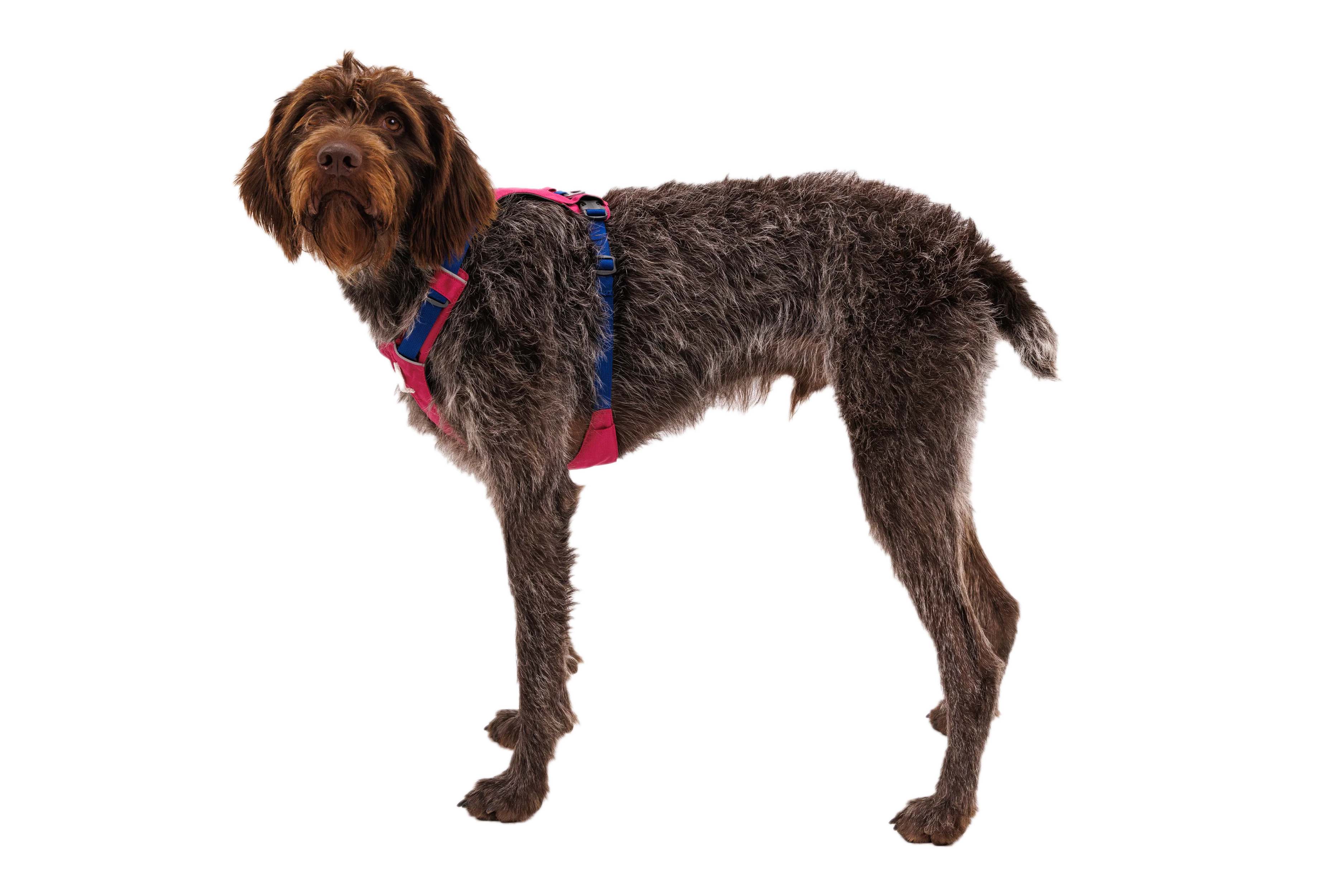 Hi & Light™ Lightweight Dog Harness - Image 47