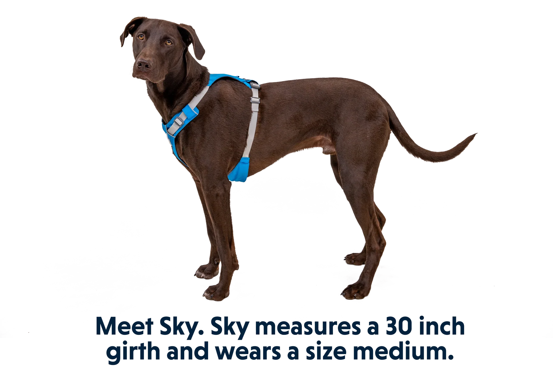 Hi & Light™ Lightweight Dog Harness - Image 5