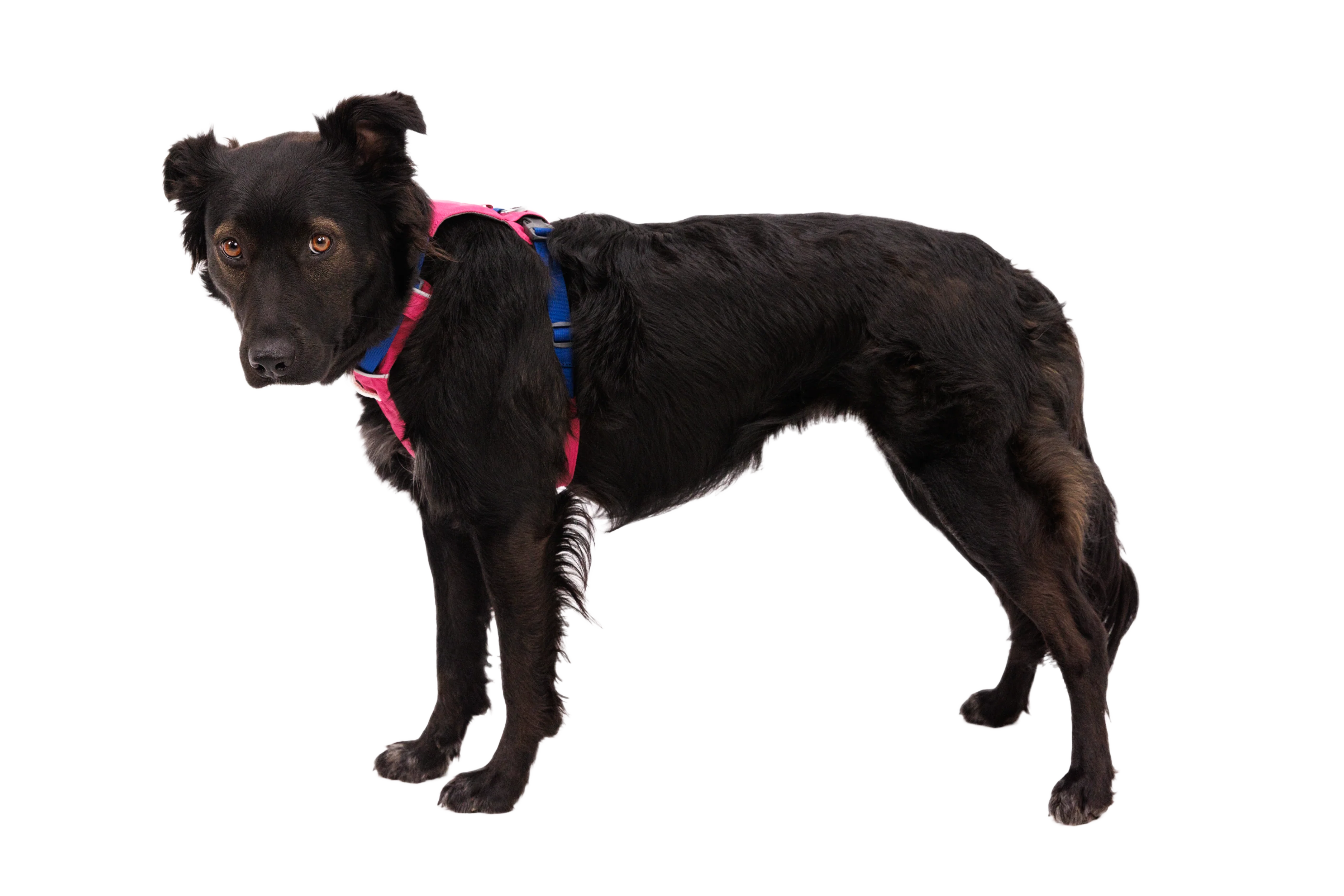 Hi & Light™ Lightweight Dog Harness - Image 53