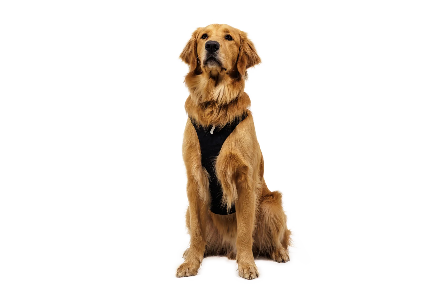 Ridgeline™ Harness - Image 6