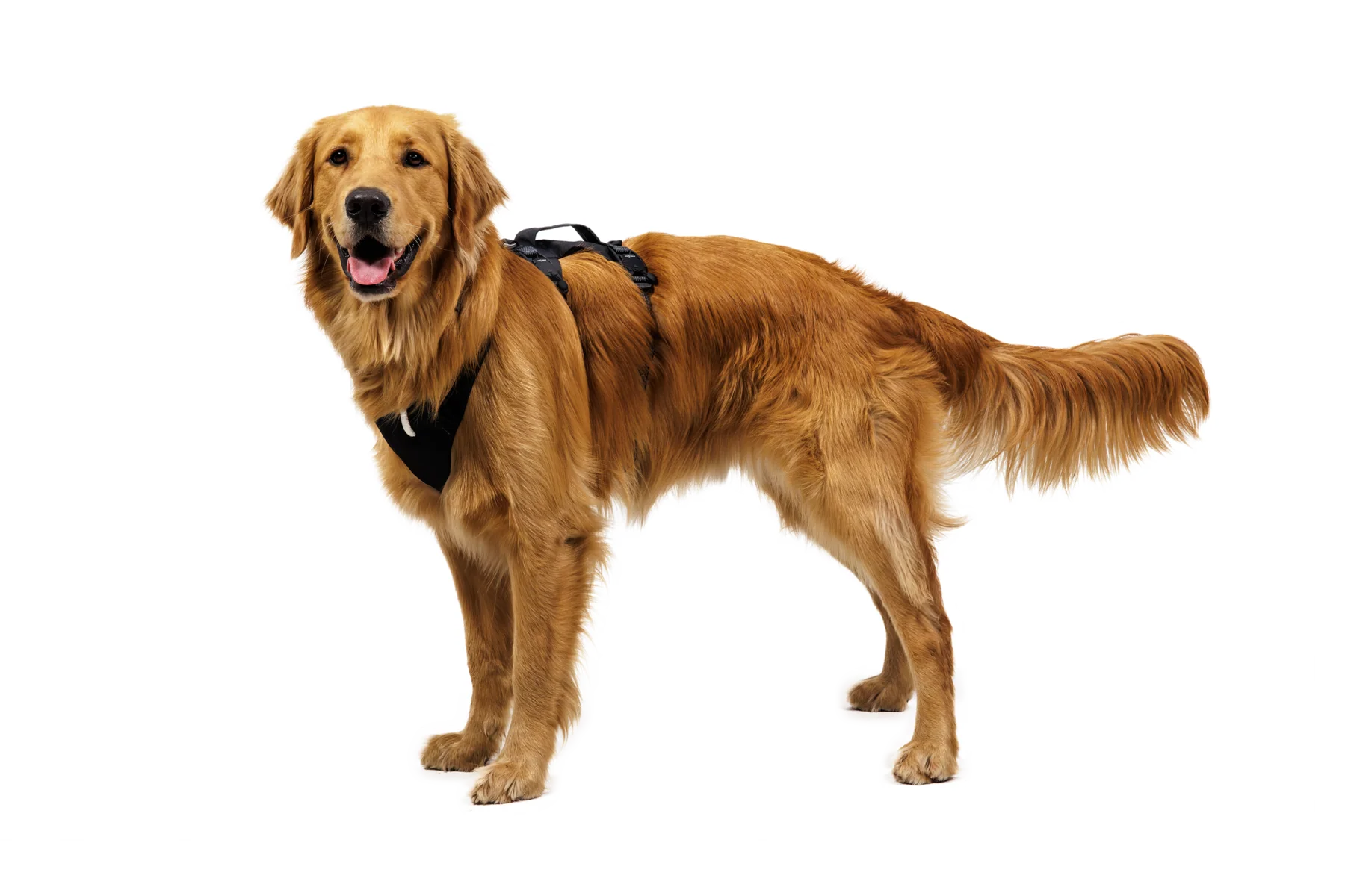 Ridgeline™ Harness - Image 7