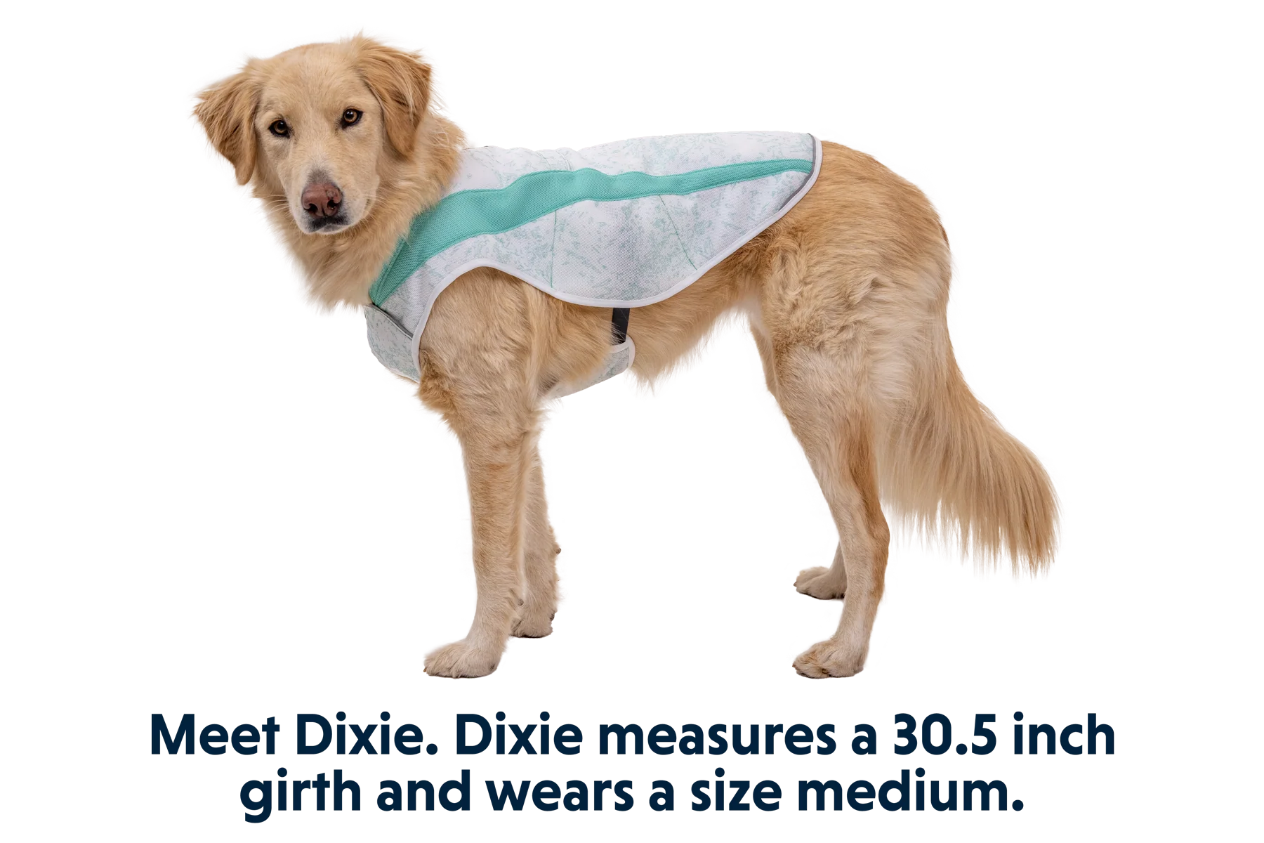 Swamp Cooler™ Cooling Dog Vest - Image 39